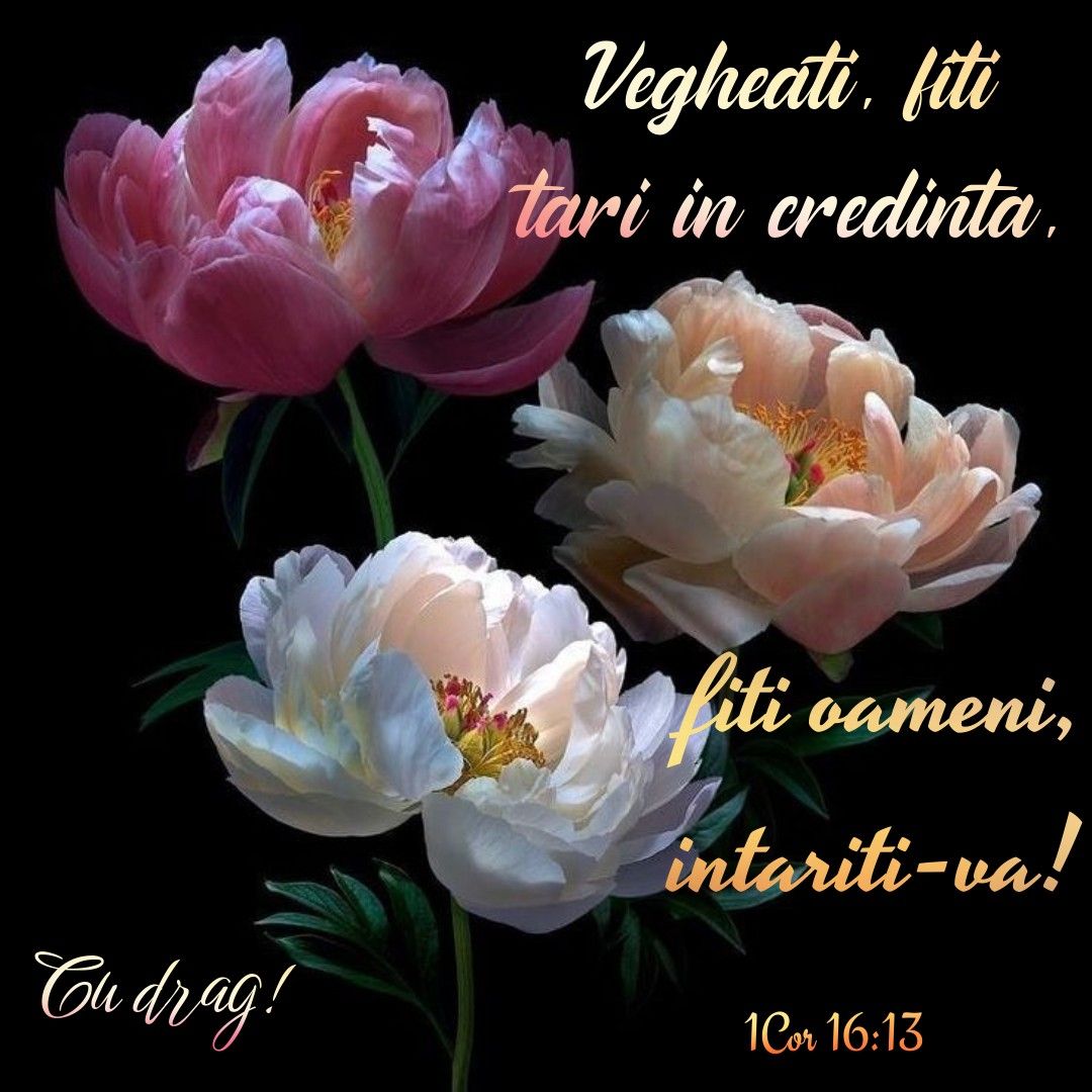 Album versete biblice 11